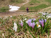 68 Ci godiamo i crocus anche al laghetto